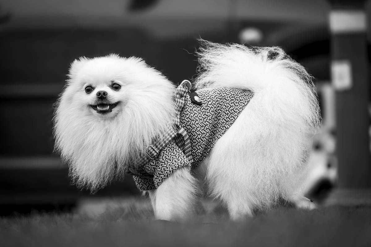 Close-up of a soft-bristled reduce flake comb gliding through a white Maltese's coat to remove dry skin flakes