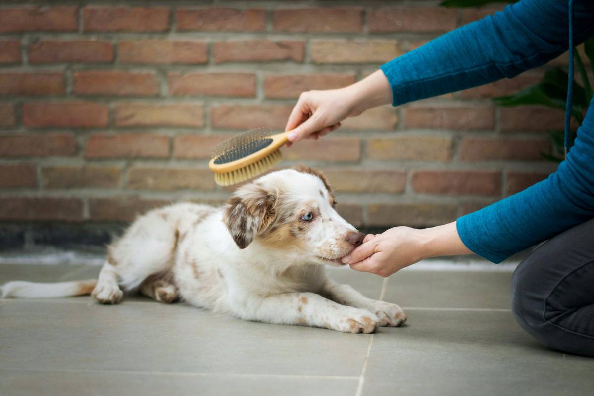 Close-up of a soft rubber brush gently gliding over a white Maltese's coat, demonstrating proper use of Rubber Brushes for Sensitive Skin